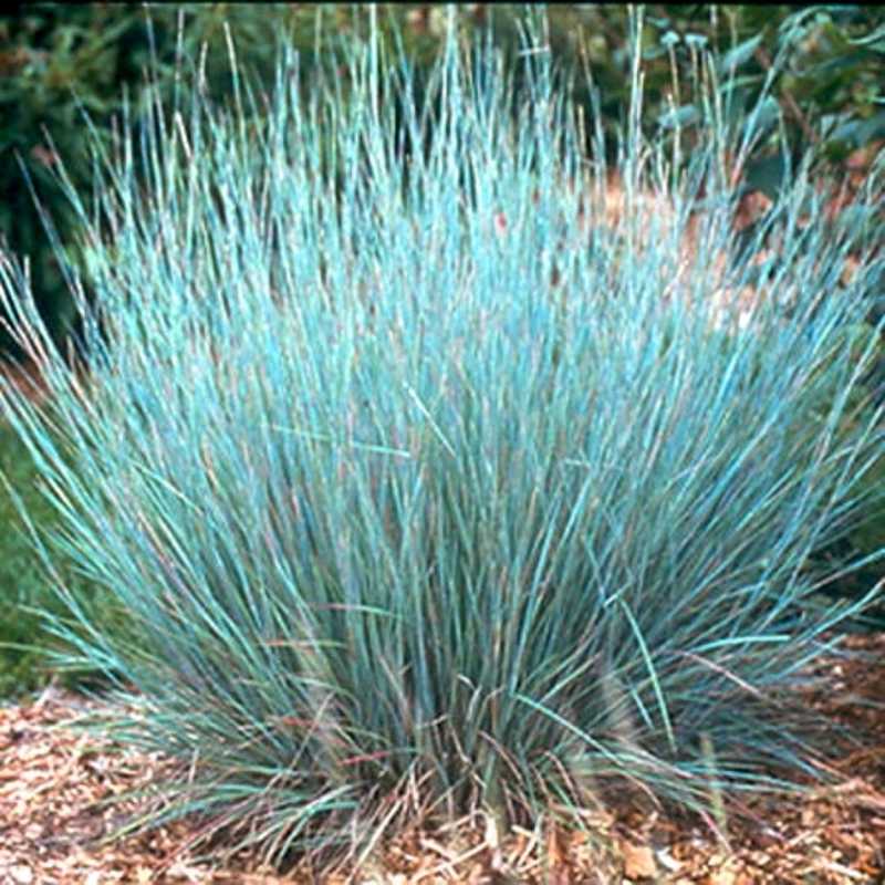 A dense clump of Little Bluestem ornamental grass with upright, slender blades in a striking blue-green hue, growing over a bed of brown mulch.