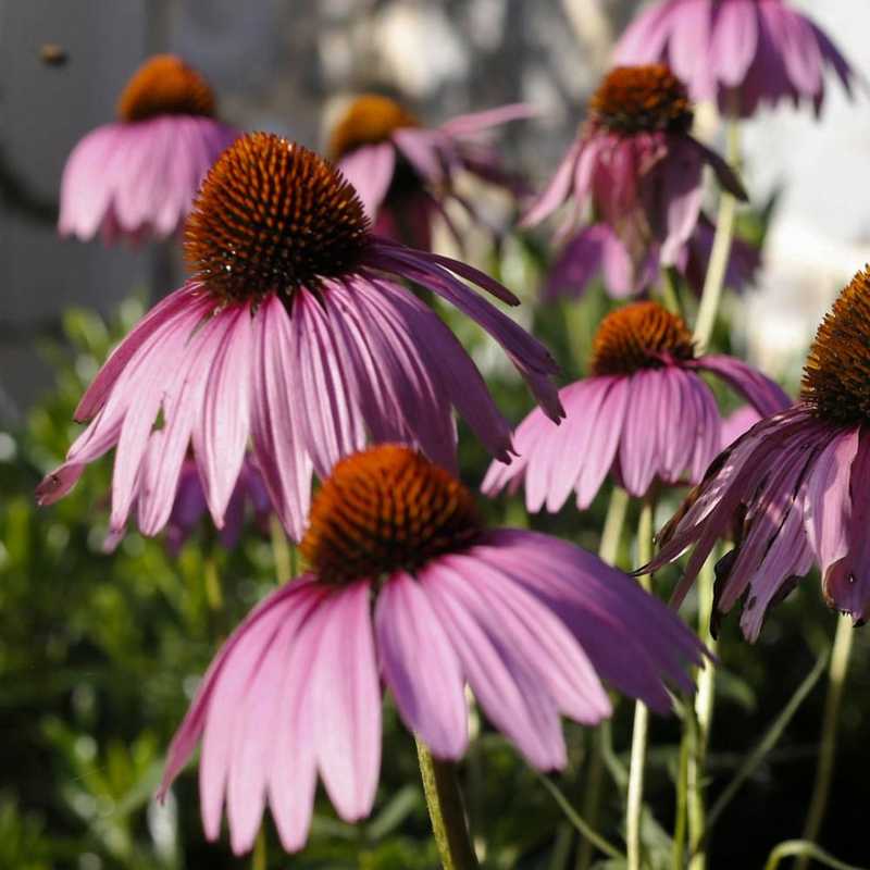 Several Purple Coneflowers in bloom with prominent, spiky orange-brown centers and drooping lavender-pink petals, shown in soft natural sunlight.